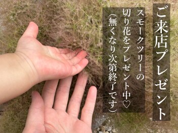 ご来店プレゼント